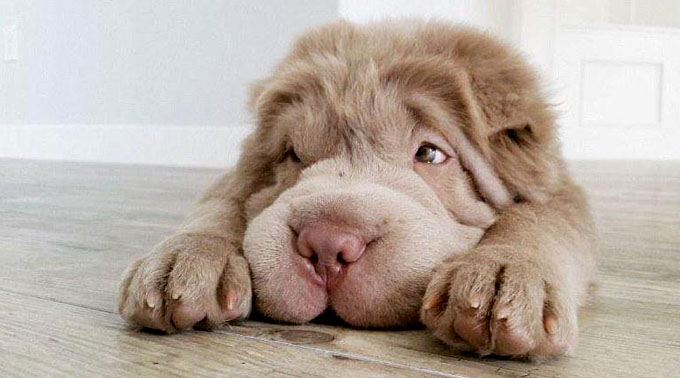 Las mejores cuentas de perros en Instagram