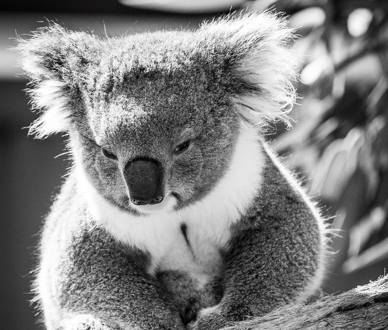 ¿Cómo apoyar a Australia?