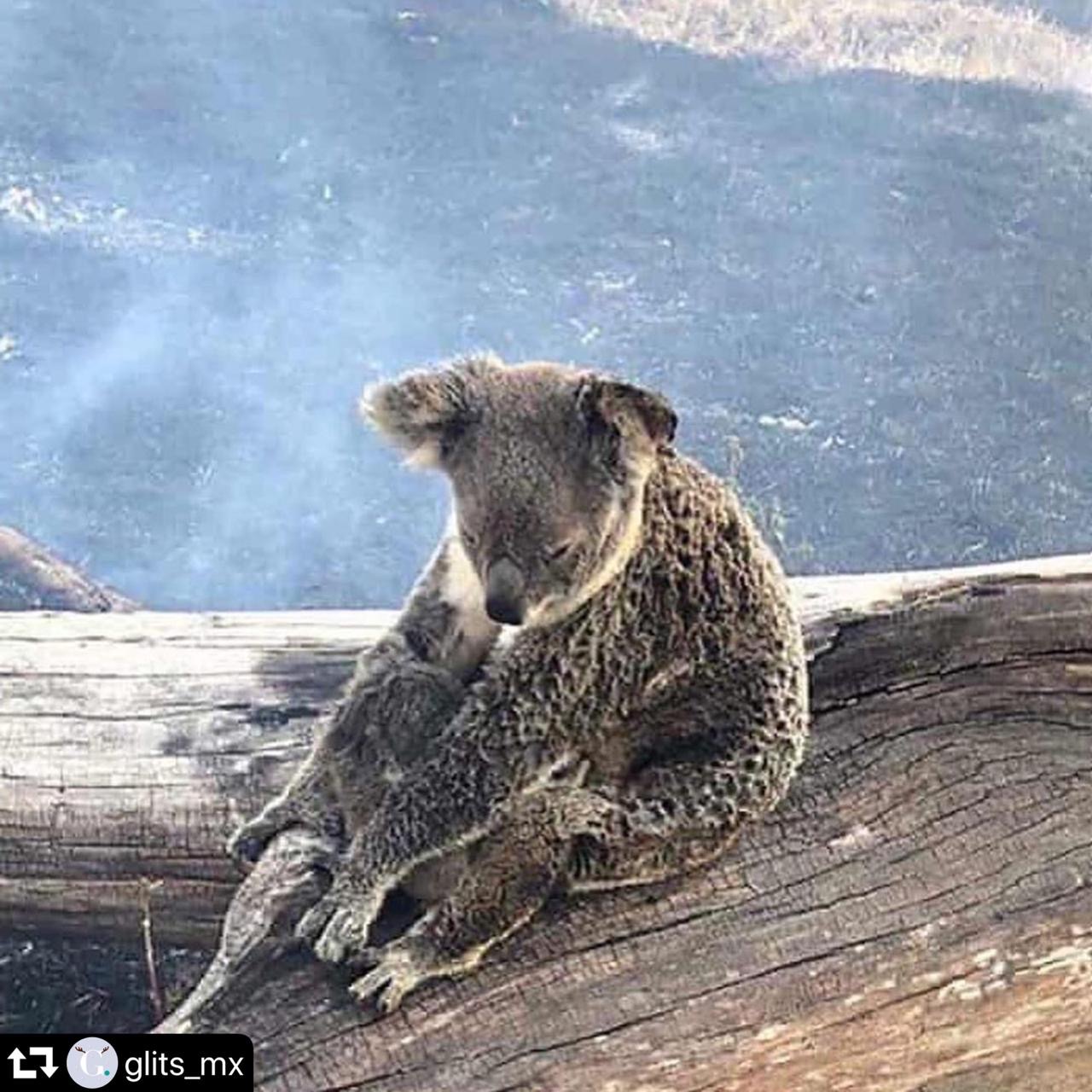 ¿Qué pasa con los incendios en Australia?