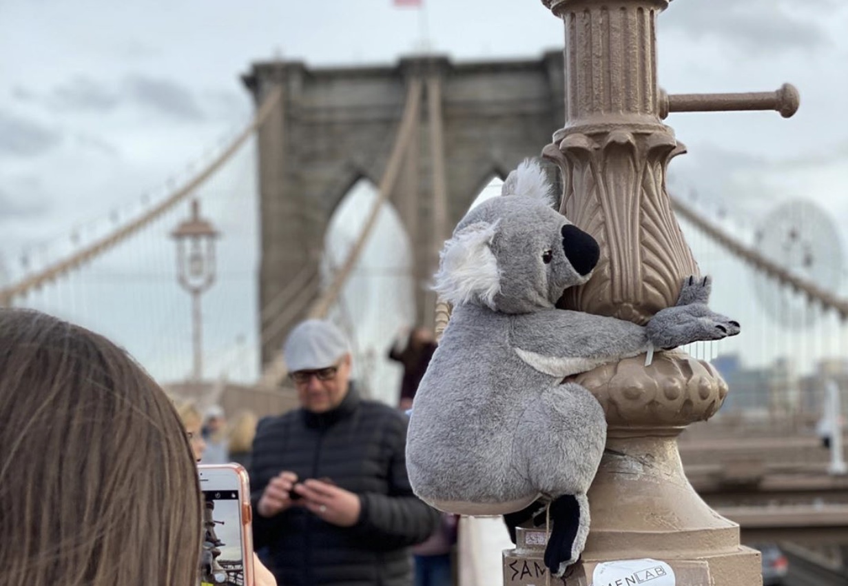 ¿Por qué hay koalas por todo NYC?