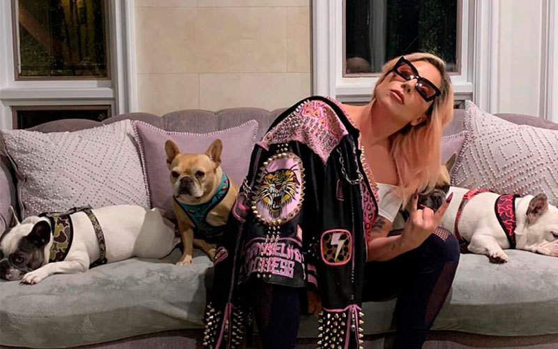 ¿Los más felices con sus amos en casa? Las mascotas