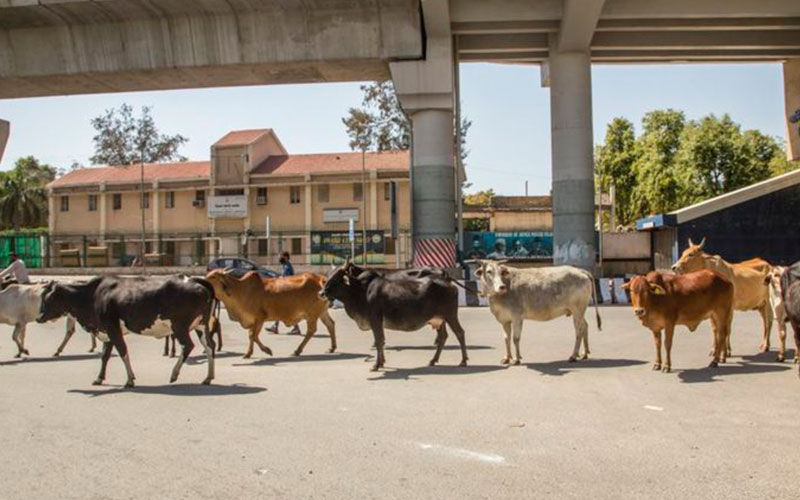 Los animales salen a la calle durante la Pandemia