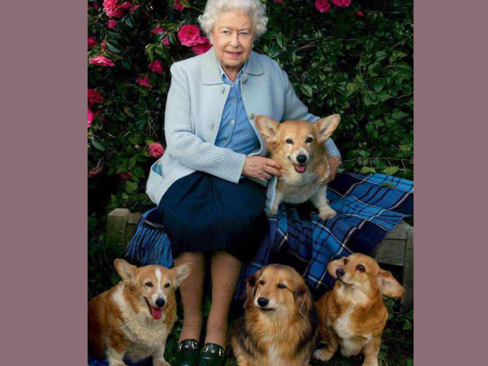 ¿Qué comen los corgis de la reina Isabel?