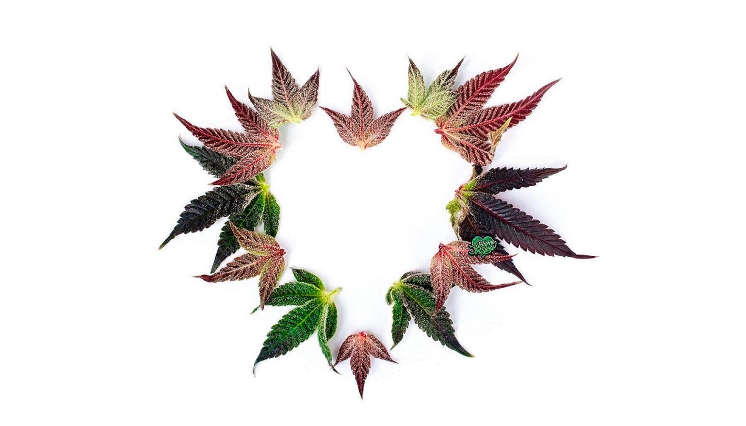 ¿El CBD tiene un papel importante en esta pandemia?