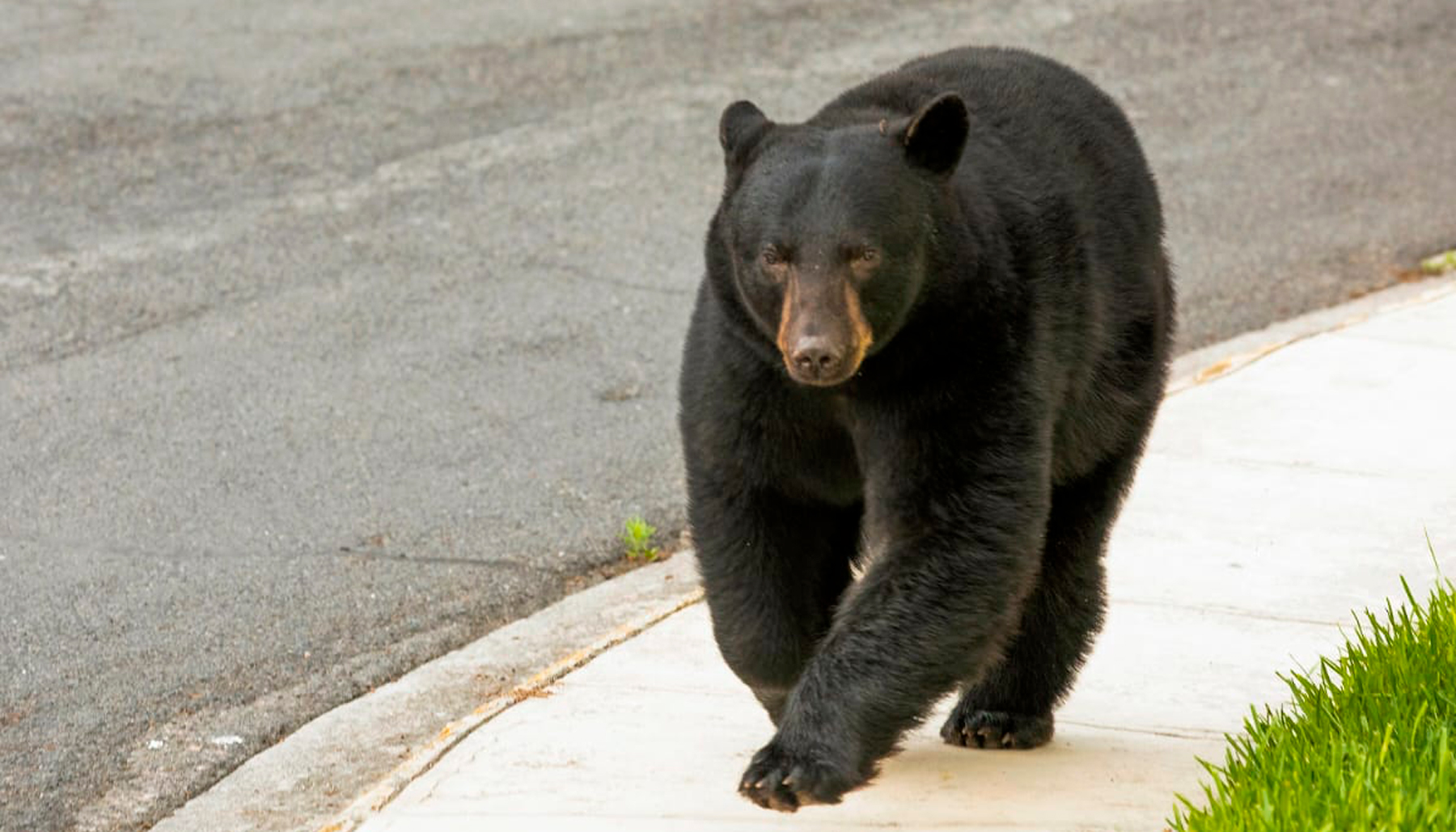¿El oso de Chipinque irá al zoológico?