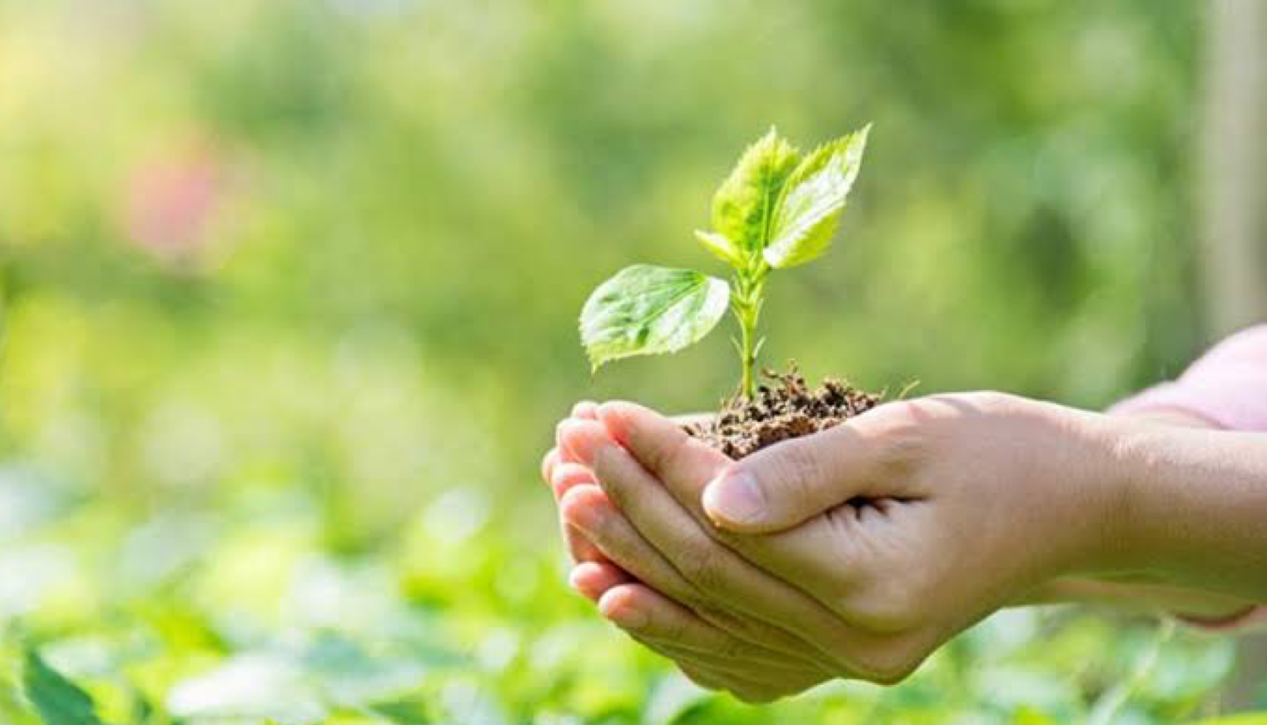 ¿Y el medio ambiente?