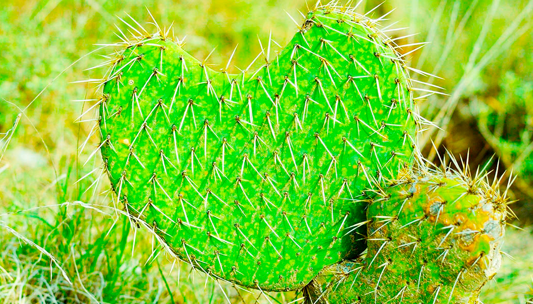 5 superfoods que México le dio al mundo