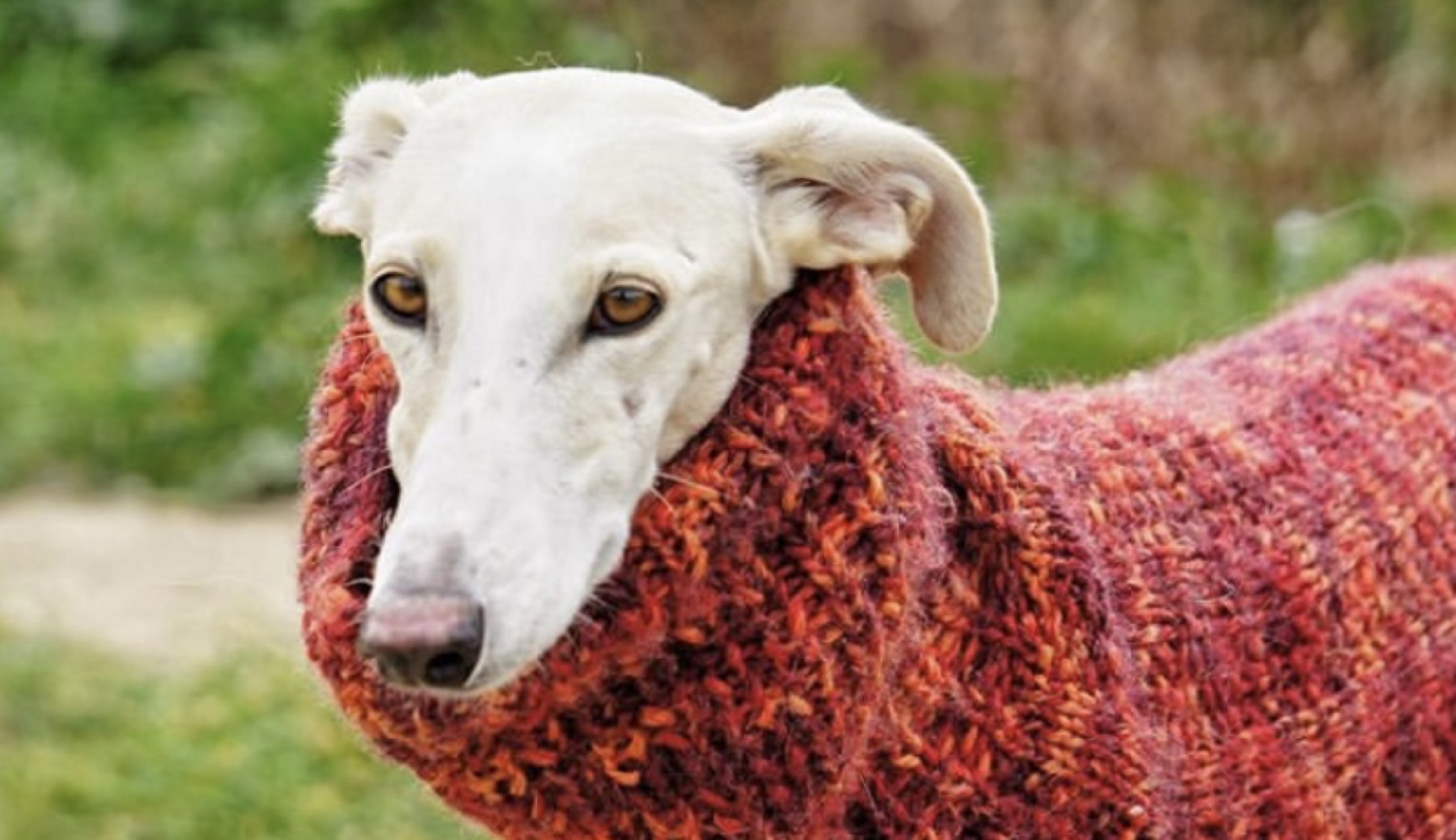 La increíble historia de Güera la galgo