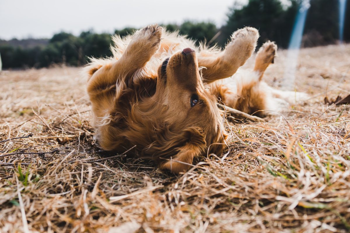 RECORDATORIO CANINO