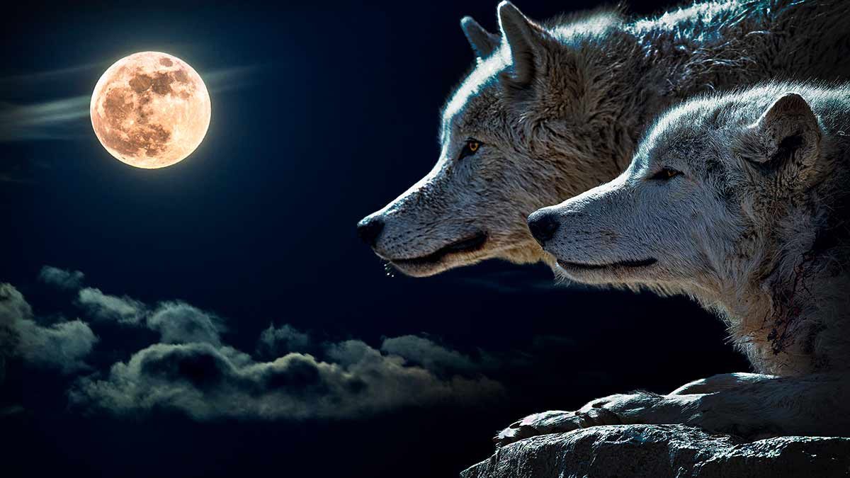 Luna Lobo 2021