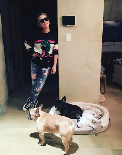 lady gaga y sus perros