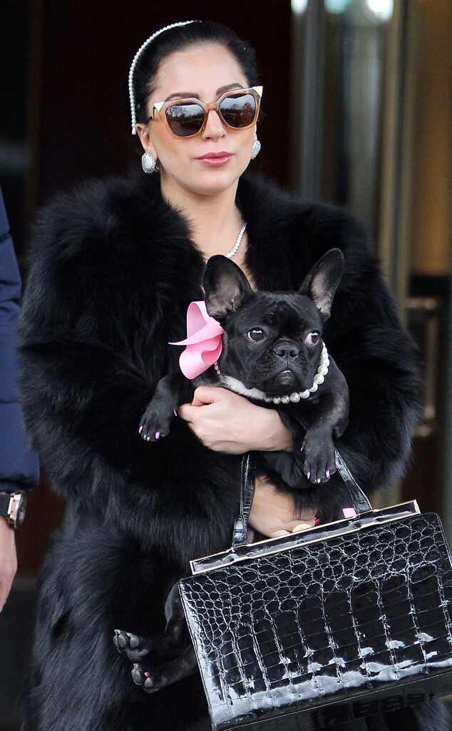 lady gaga y su perro
