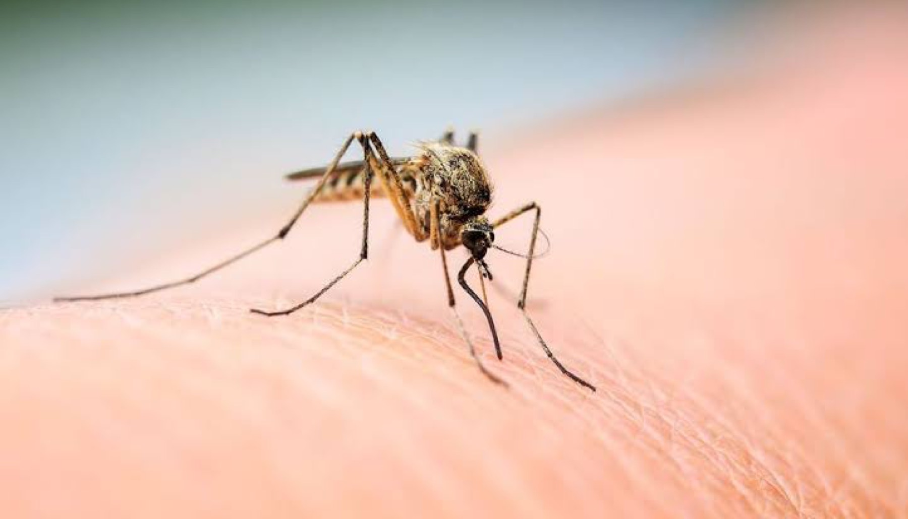Llega la primavera, la época de calor, y junto con ella los mosquitos