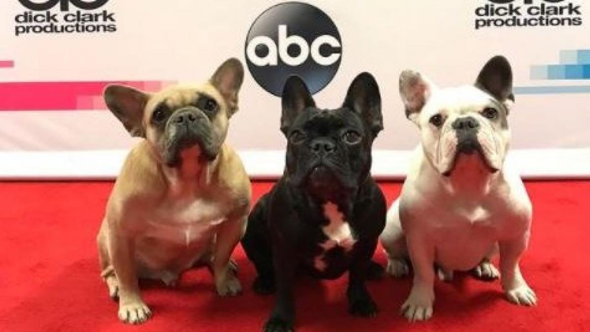 Lady-Gaga-perros-1