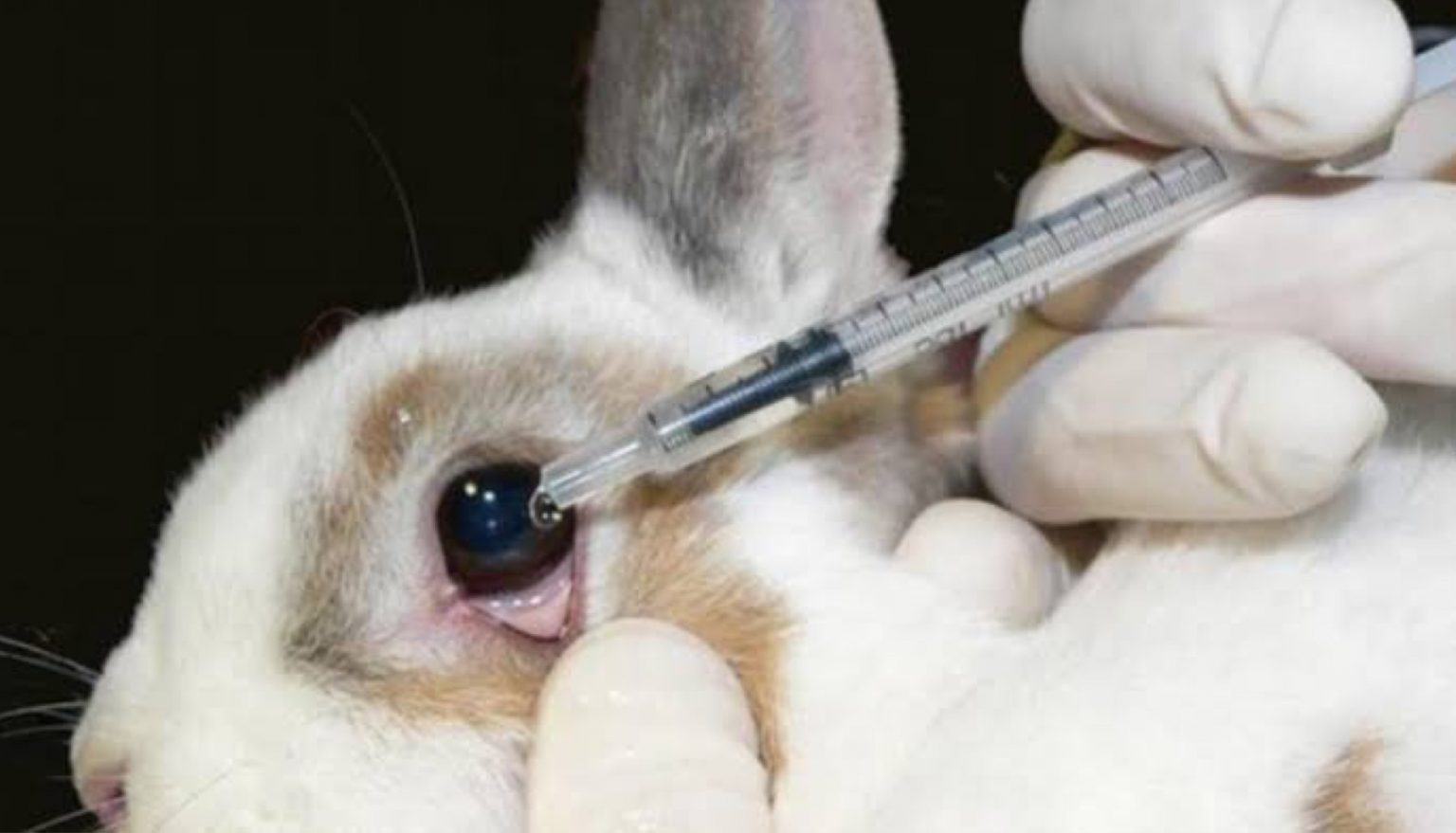 La Vanidad y el Sufrimiento Animal, ¿Cómo podemos ser mejores?