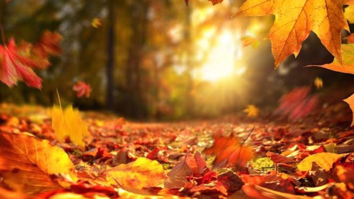Equinoccio de otoño: energía para encontrar el equilibrio
