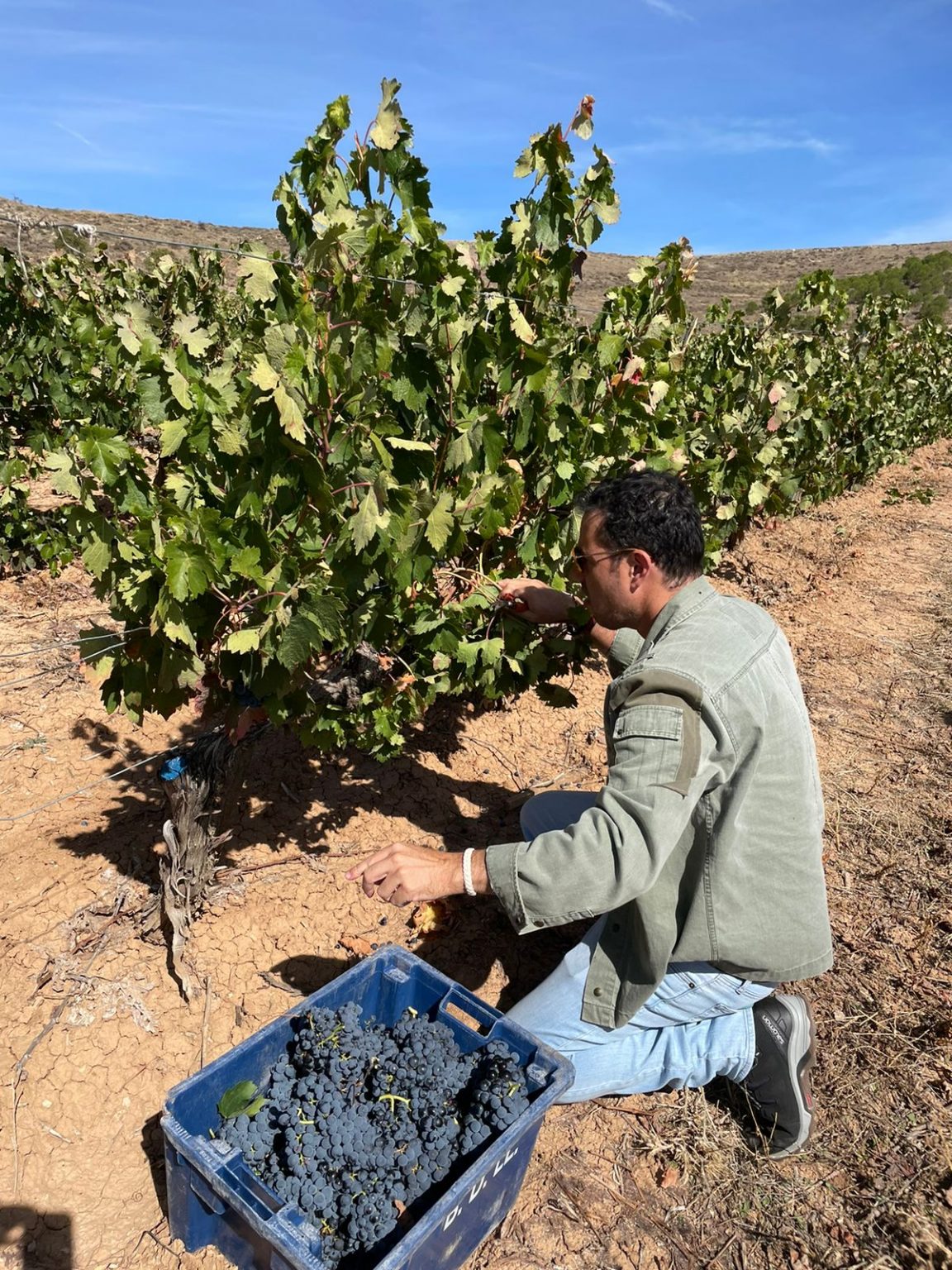 viñedo