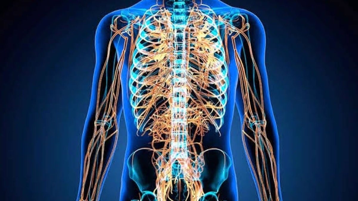 Sistema nervioso y su relación con la microbiota