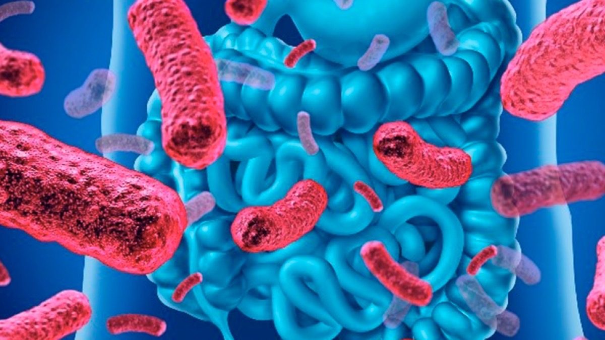 Hablemos de probióticos y la importancia de cuidar nuestro microbioma intestinal