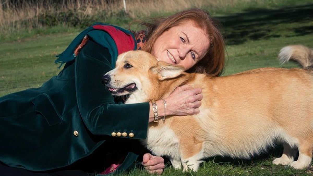 ¿Cómo están los corgis de la fallecida reina Isabel?: Encontraron una sustituta ideal en Sarah Ferguson