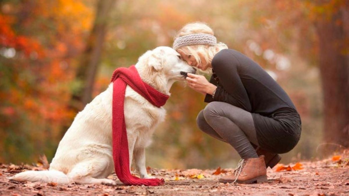 Deja de buscar pruebas, los animales sí tienen emociones