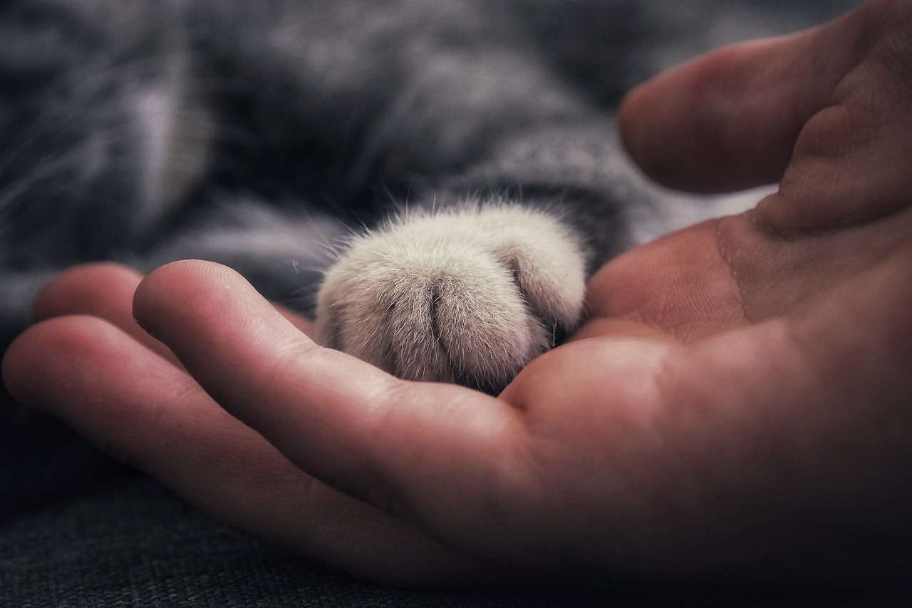 Las mascotas son la mejor compañía para el hombre 