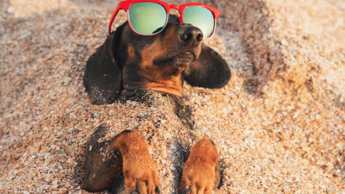 6 consejos prácticos para ayudar a tus animales en estas vacaciones