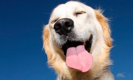 Los perros elevan la conciencia de la Tierra y por supuesto a ayudar a sanar a los seres
humanos. 