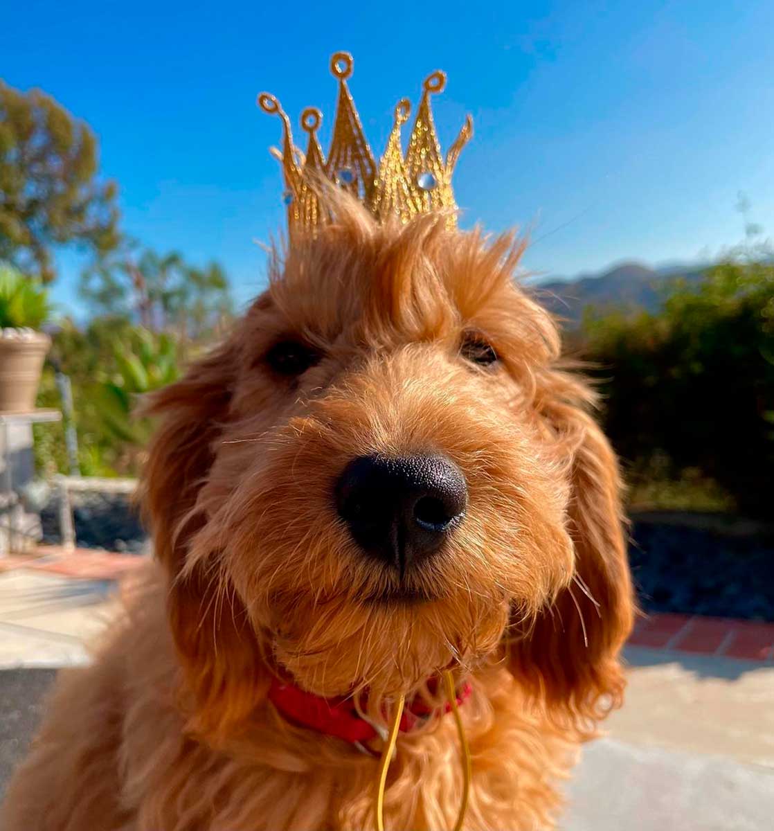 Alfred, perro de Matthew Perry
