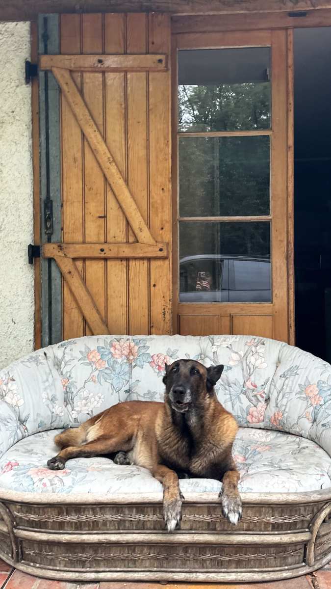 El perro del actor Alain Delon, llamado Loubo.