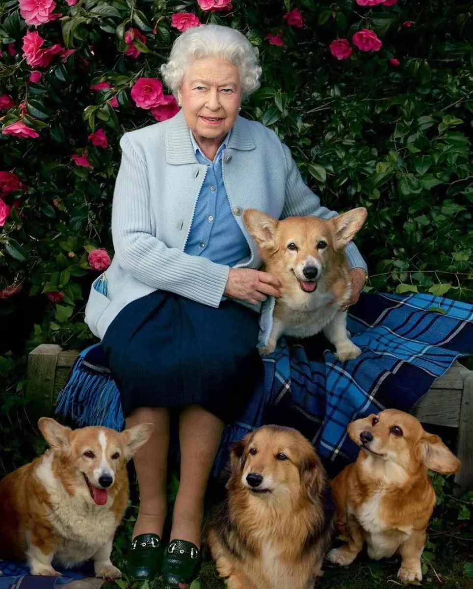 Además de los caballos, la reina Isabel II era amante de los perros, en especial, la raza corgi.