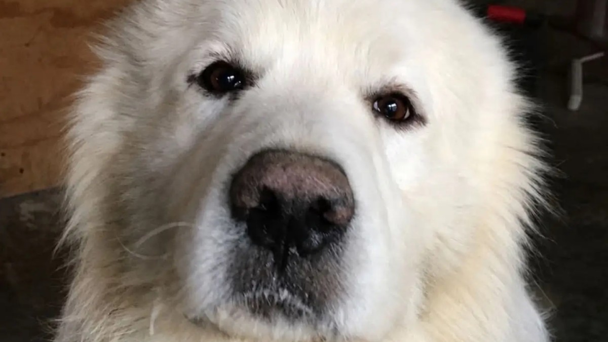 Justicia para Rocky: personalidades, activistas y amantes de los animales alzan la voz por perrito que falleció por maltrato de su dueña