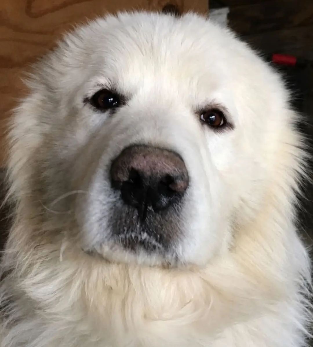 La muerte del perro Rocky ha cimbrado a la opinión pública.